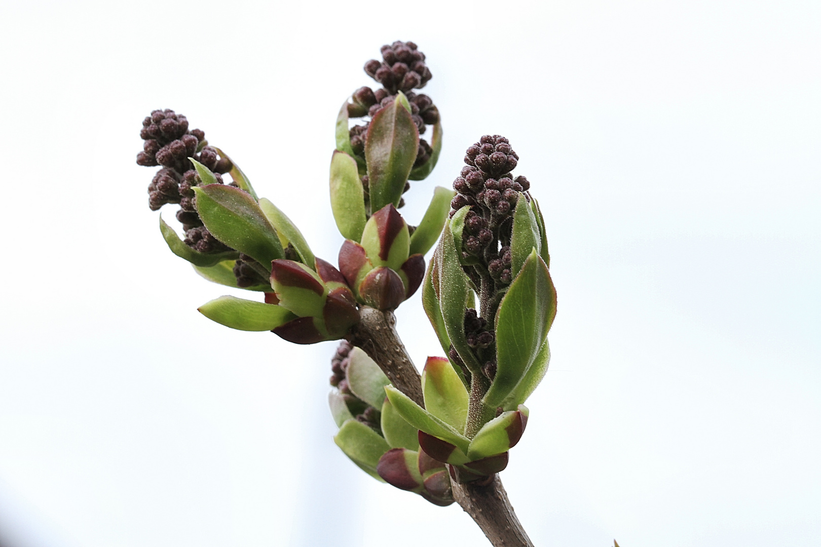 fleurs de lilas !