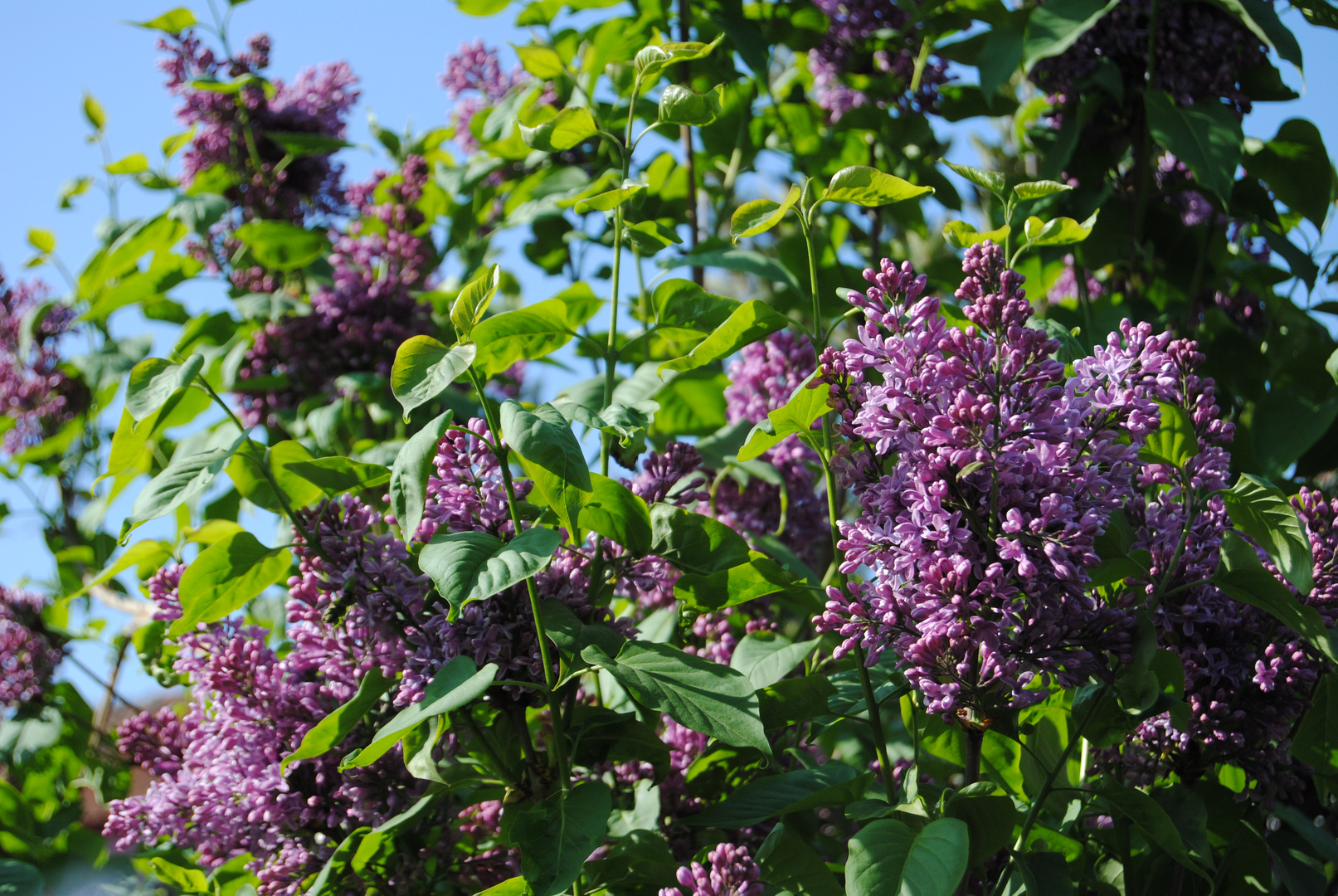 Fleurs de Lilas