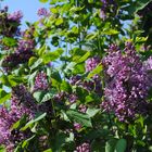 Fleurs de Lilas