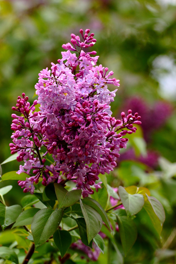 fleurs de Lilas 