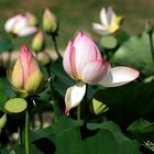 Fleurs de lotus -