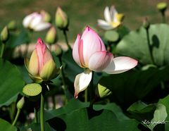 Fleurs de lotus -