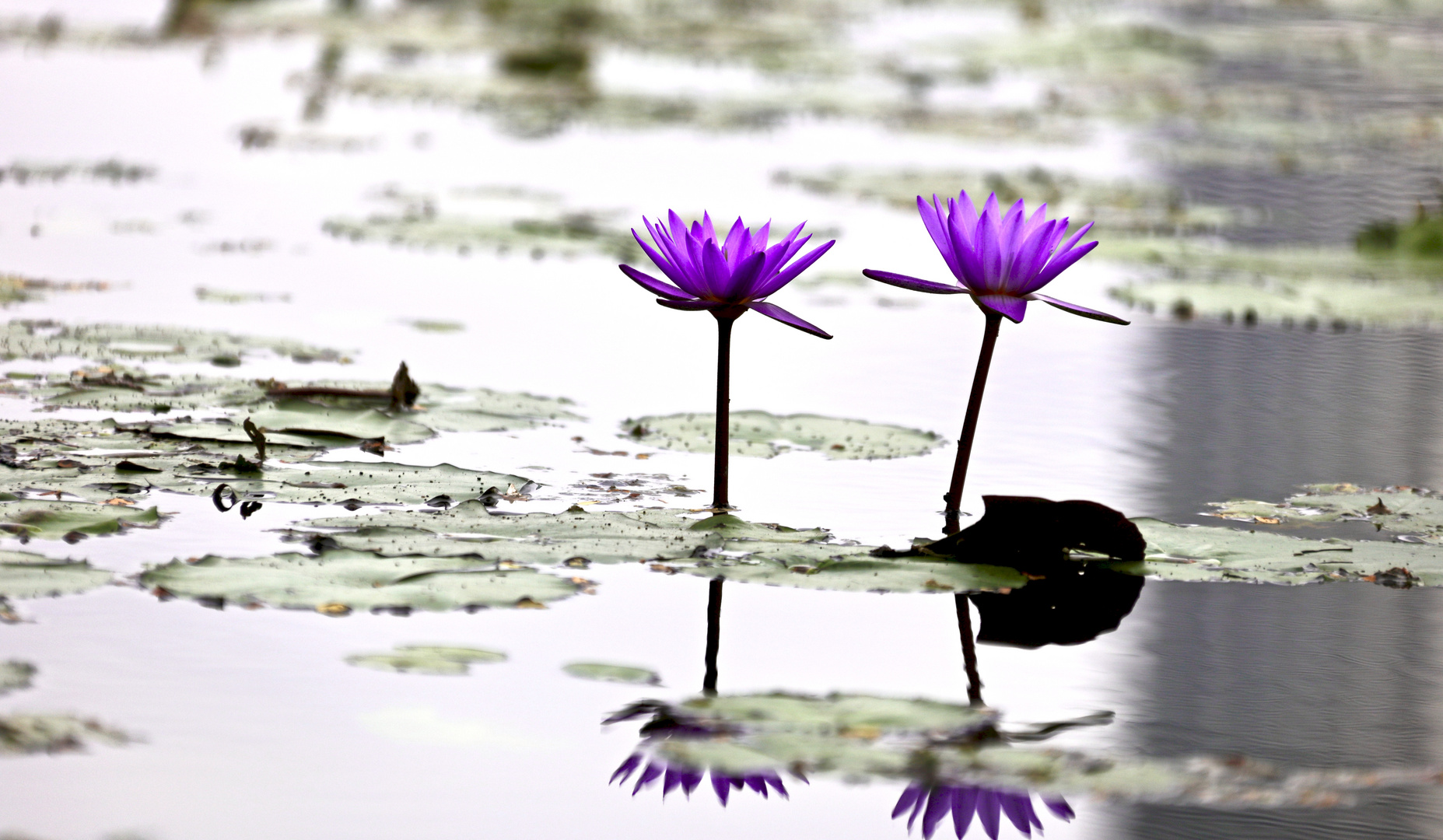 Fleurs de lotus