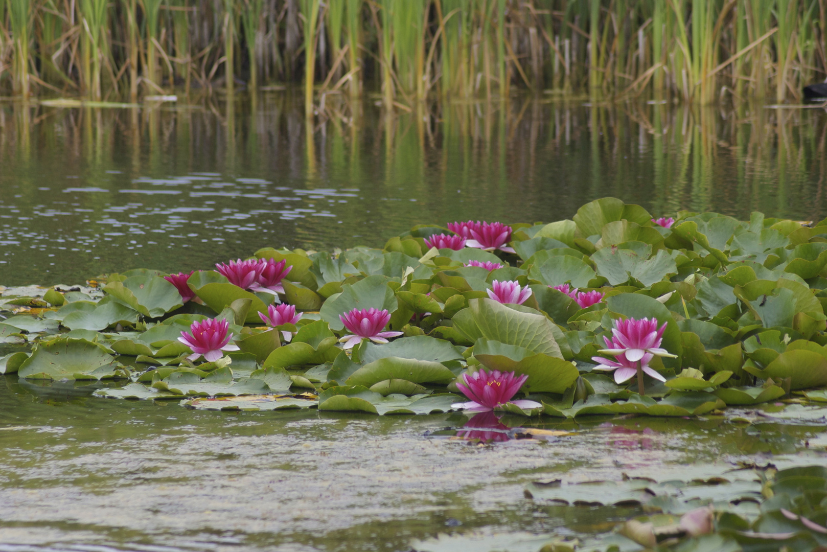 Fleurs de Lotus