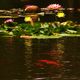 Fleurs de lotus, Guadeloupe