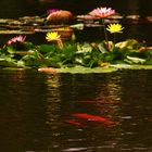 Fleurs de lotus, Guadeloupe