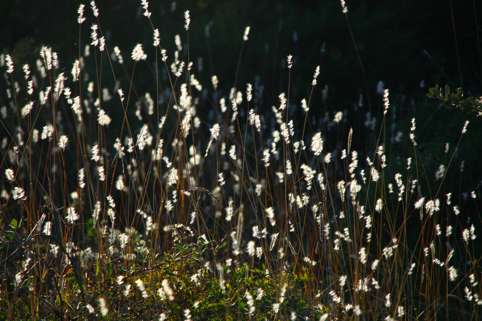 Fleurs de lumière