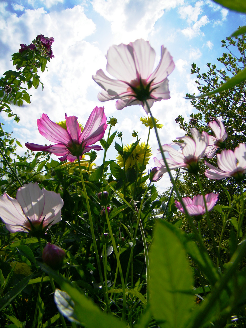 Fleurs de lumière