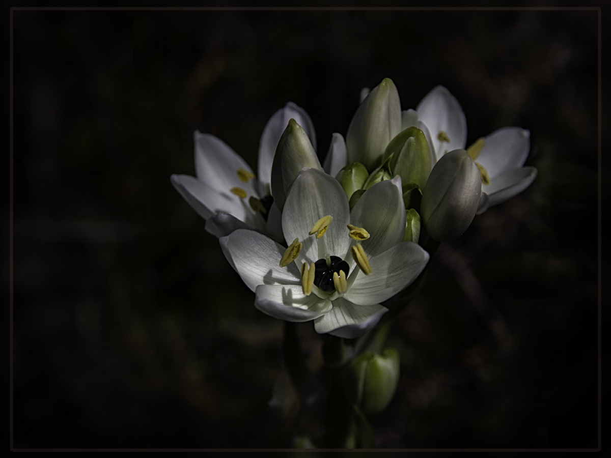 Fleurs de lys en Corse