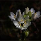 Fleurs de lys en Corse