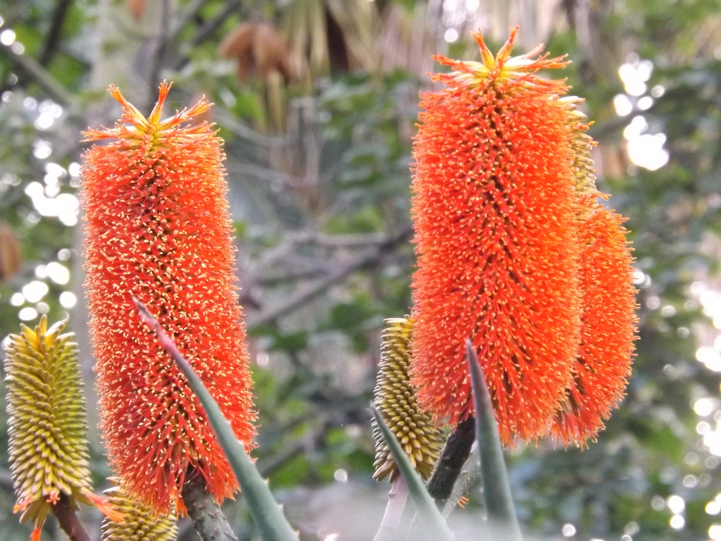 Fleurs de Madère