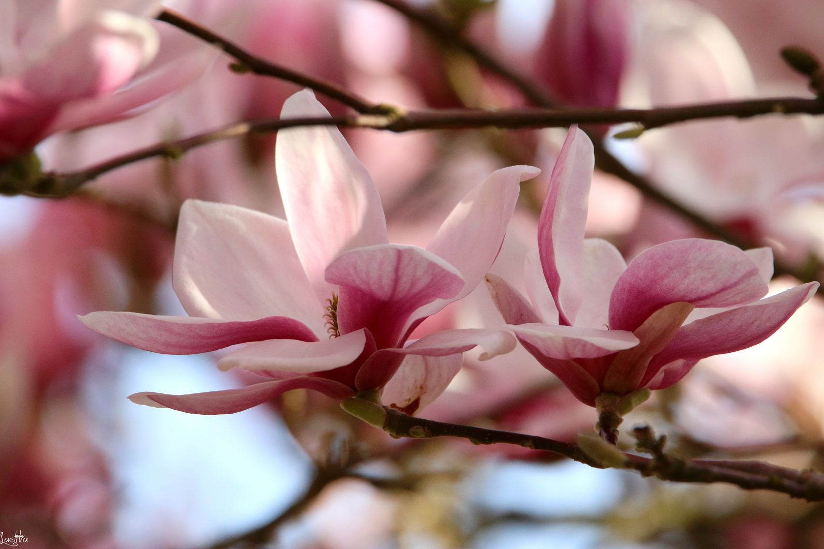 Fleurs de Magnolia