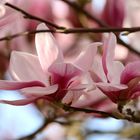 Fleurs de Magnolia