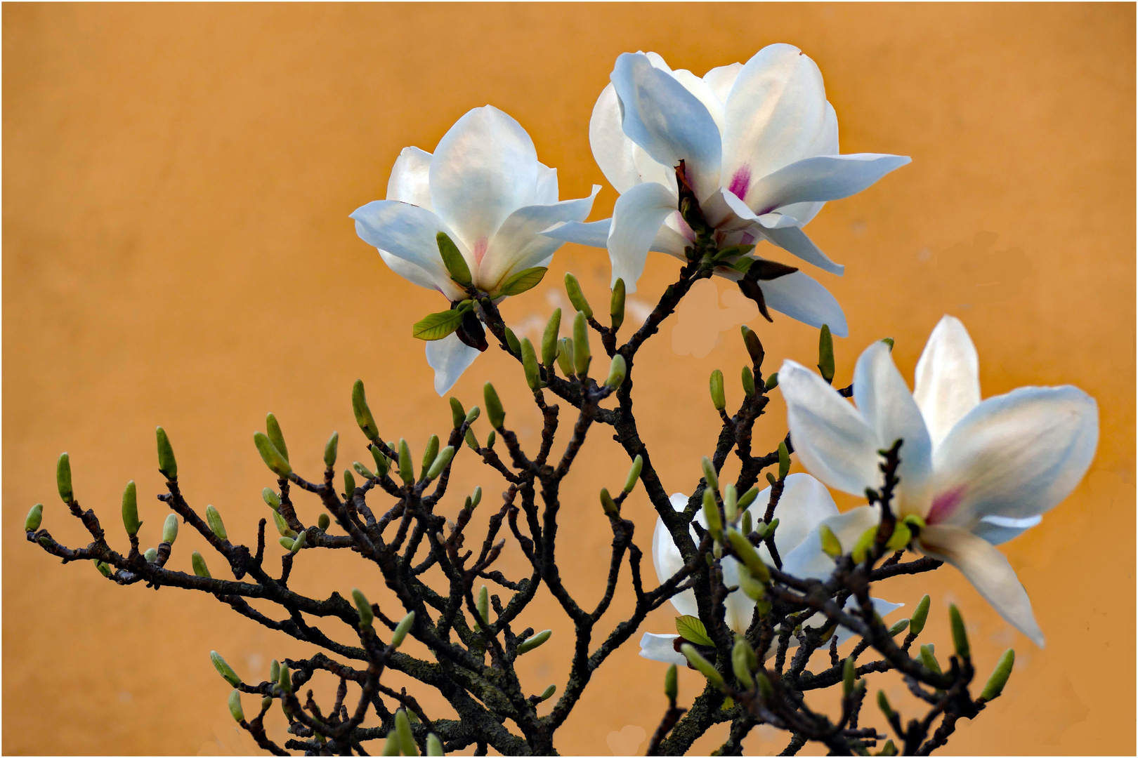 fleurs de magnolia...