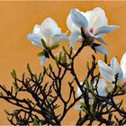 fleurs de magnolia...