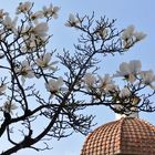 fleurs de magnolia...