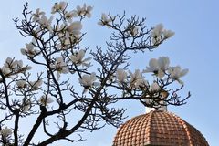 fleurs de magnolia...