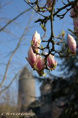 Fleurs de Magnolia soulangeana