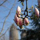 Fleurs de Magnolia soulangeana