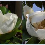 Fleurs de magnolia sur le Boulevard de la mer à Hendaye