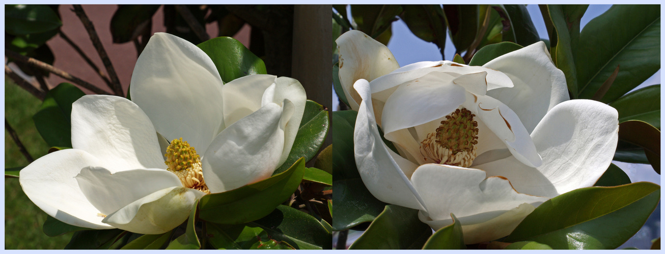 Fleurs de magnolia sur le Boulevard de la mer à Hendaye