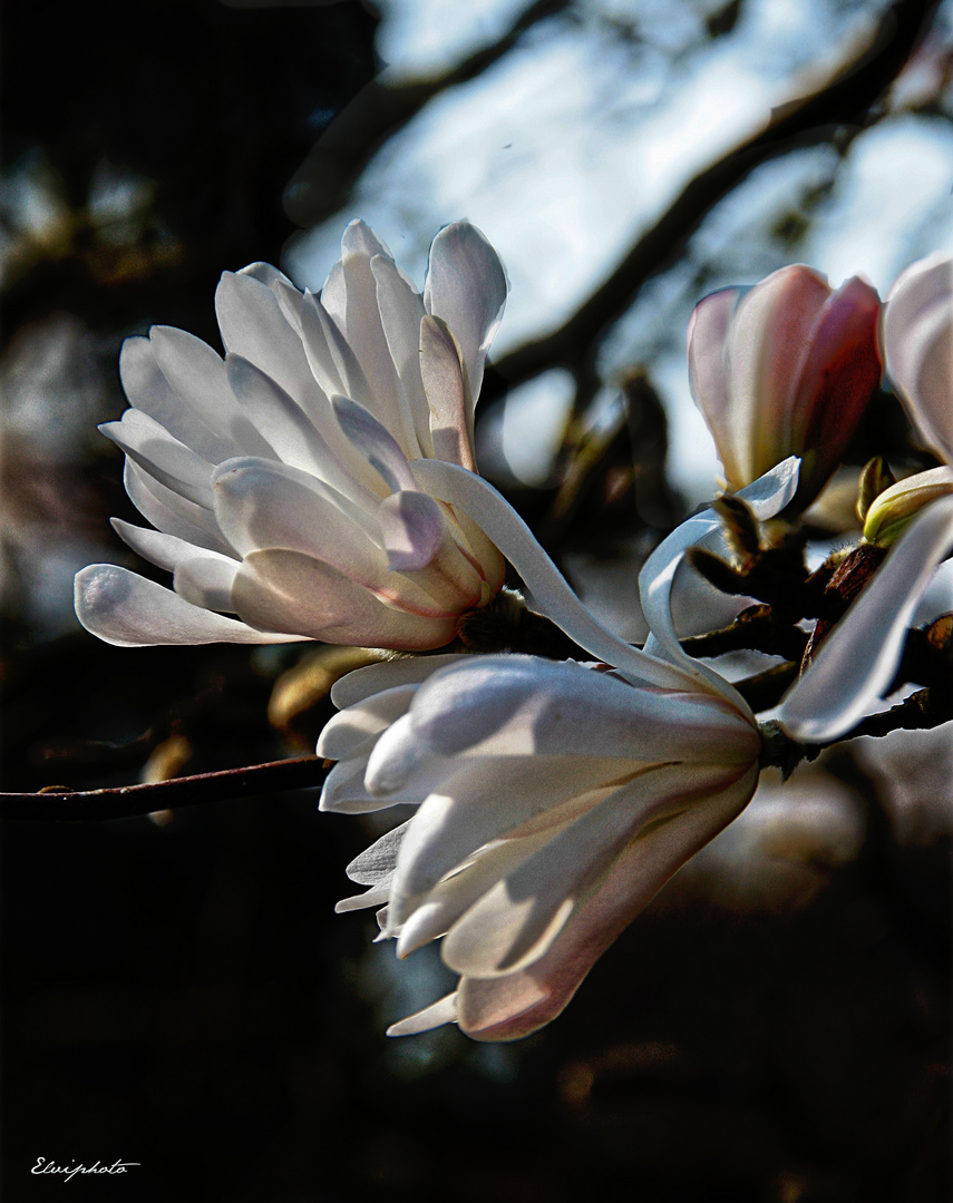 Fleurs de magnolias