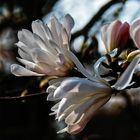 Fleurs de magnolias