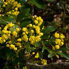 Fleurs de mahonia