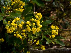 Fleurs de mahonia