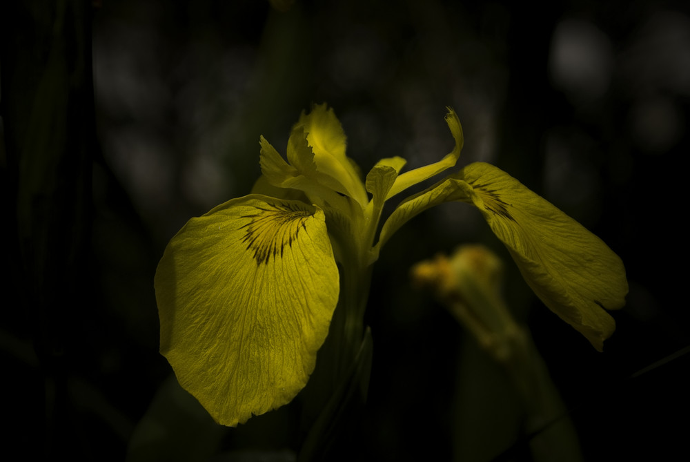 fleurs de marais