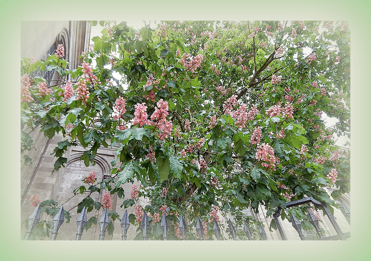 Fleurs de maronnier