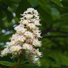 Fleurs de marronnier