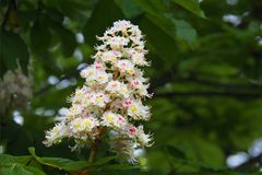 Fleurs de marronnier