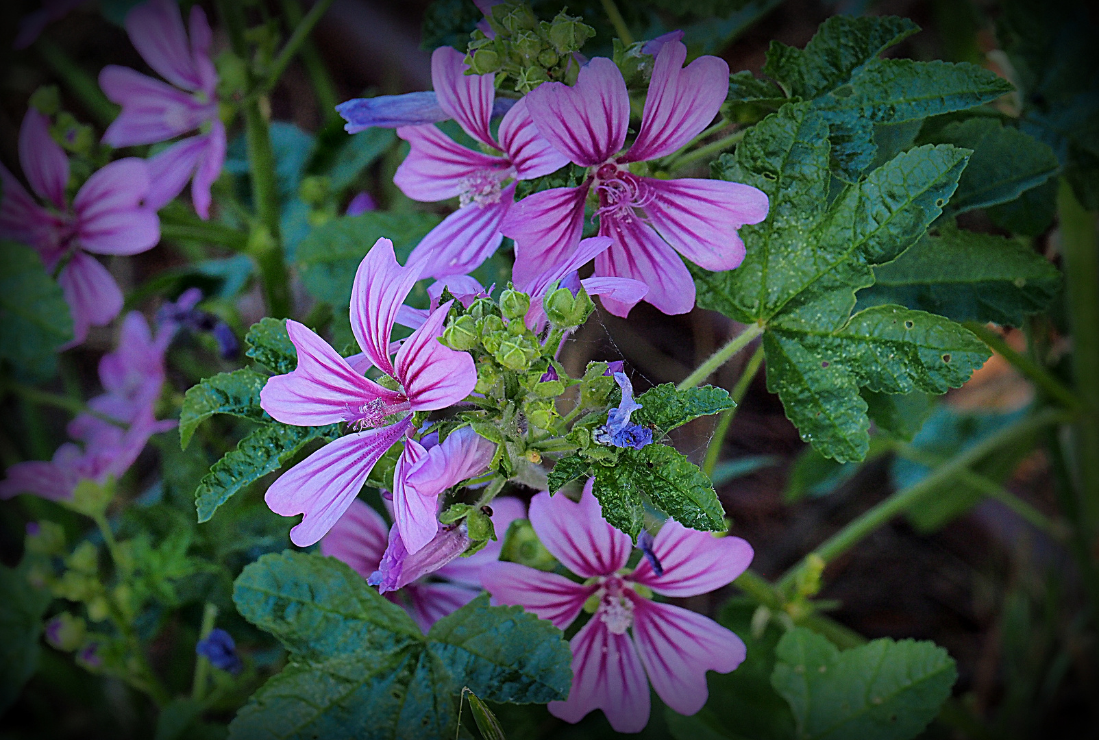 Fleurs de mauve