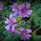 Fleurs de mauve