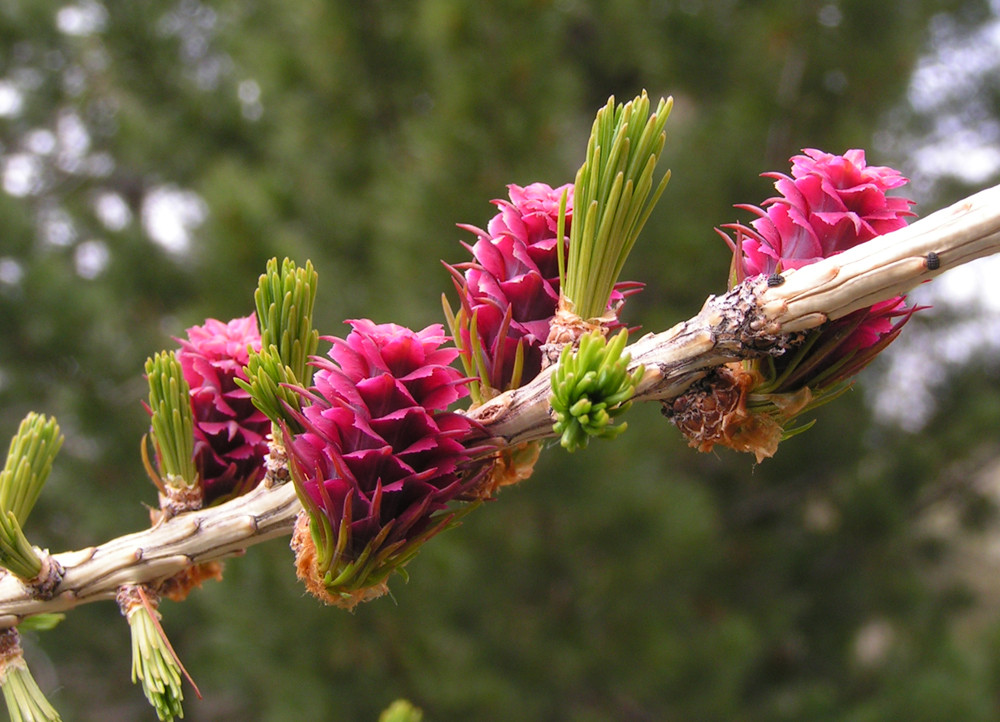 Fleurs de mélèze