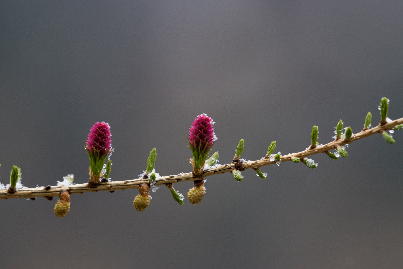 Fleurs de Mélèzes