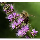 Fleurs de menthe .