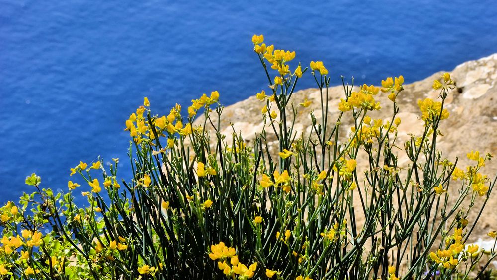 Fleurs de mer...