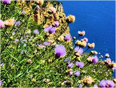 Fleurs de mer