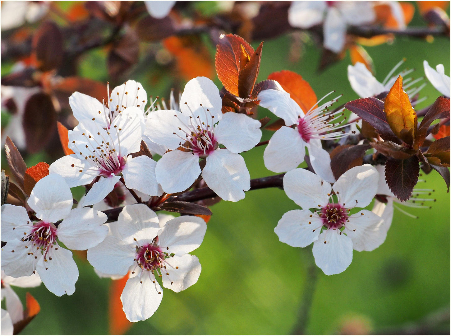 Fleurs de merisier des oiseaux