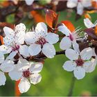 Fleurs de merisier des oiseaux