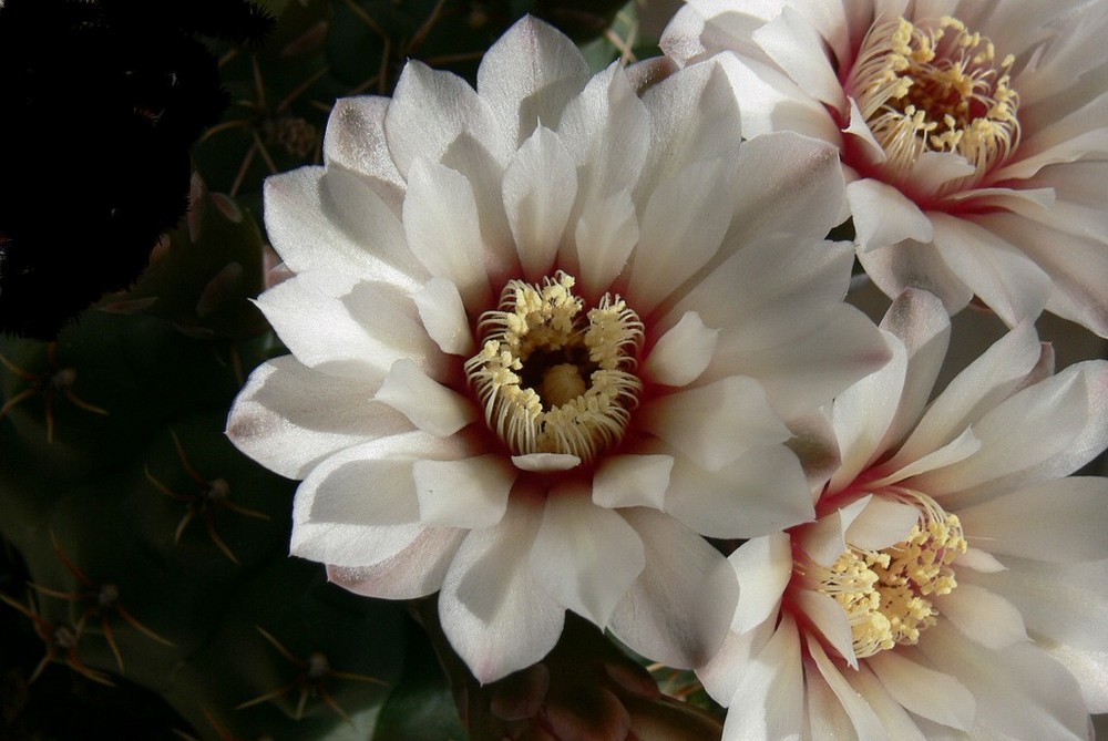 fleurs de mini cactus