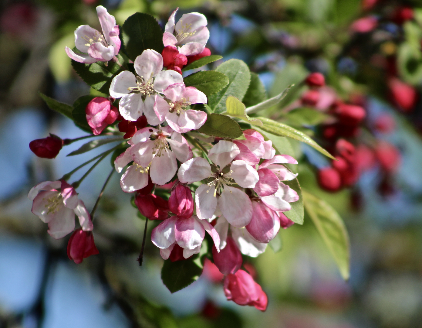 .."fleurs de mini-pommes" !!!...