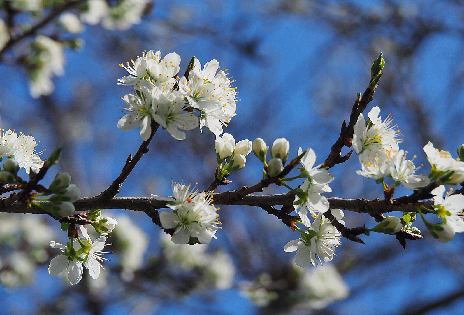 Fleurs de mirabellier