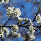 Fleurs de mirabellier