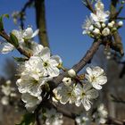 Fleurs de mirabellier -- Mirabellenbaumblüten