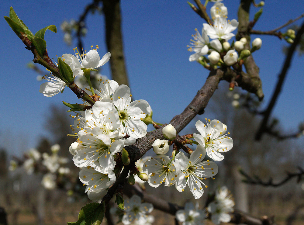 Fleurs de mirabellier -- Mirabellenbaumblüten