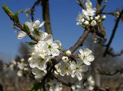 Fleurs de mirabellier -- Mirabellenbaumblüten