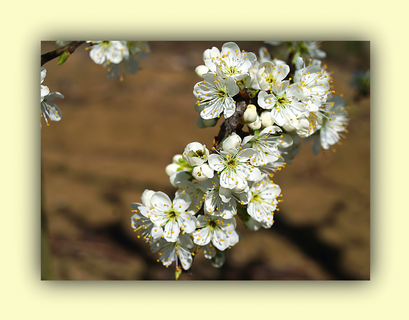  Fleurs de mirabellier   --  Mirabellenbaumblüten